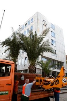 Mitarbeiter der Stadtgrtnerei brachten Palmen aus dem Winterquartier auf den Marktplatz vors Rathaus.