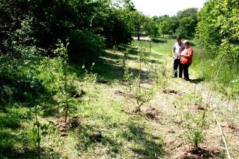 Nrdlich des Friedhofes in Oberweier entsteht eine Strauchhecke, und elf Esskastanien werden gepflanzt.