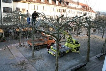 Die Platanen auf dem Sandplatz neben dem Rathaus wurden gestutzt.