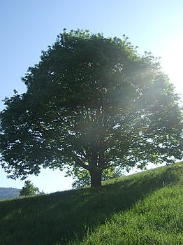 Baum Michelbach