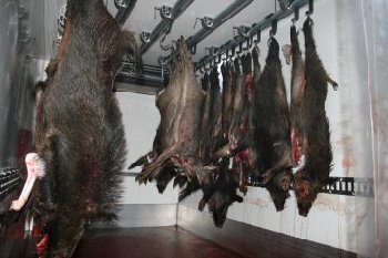 Da hngen Sie: die erlegten Wildschweine von der Drckjagd am Samstag, 1. Dezember 2007 auf Gaggenauer Gemarkung.