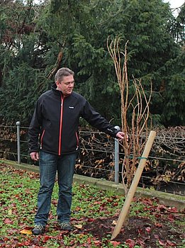 Wer B�ume mag, hat jetzt die M�glichkeit, sich f�r sie einzusetzen. Foto: StVw